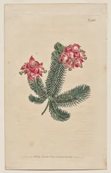 Das Botanische Magazin oder Blumengarten: Tafel 966, Erica Elegans. Elegante Heide [Erica glauca]