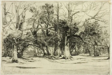 Ein Nebenweg in Tipperary