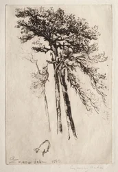Der neueste Baum
