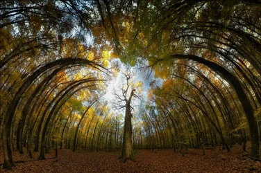 Herbstwald Tunnel