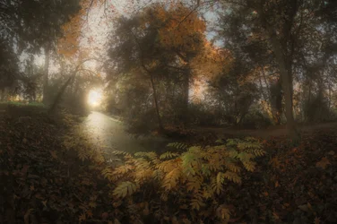 Goldener Waldweg