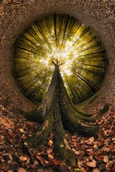 Blick in den goldenen Wald