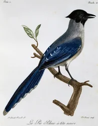 Blauelster (Cyanopica cyanus), Gravur aus Histoire Naturelle des Oiseaux d