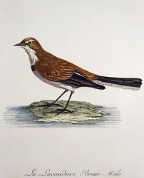 Kapstelzenmännchen (Motacilla capensis), Gravur aus Histoire Naturelle des Oiseaux d