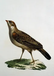 Weiblicher Kuckucksroller, Stich aus Histoire Naturelle des Oiseaux d