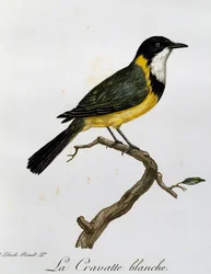Goldflöter (Pachycephala pectoralis), Gravur aus Histoire Naturelle des Oiseaux d
