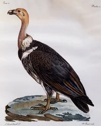 Junger Kapgeier (Gyps coprotheres), Gravur aus Histoire Naturelle des Oiseaux d