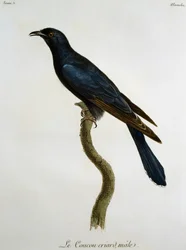 Männlicher Schwarzkuckuck (Cuculus clamosus), Gravur aus Histoire Naturelle des Oiseaux d
