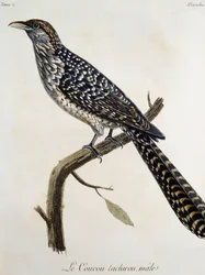 Männlicher Coucou tachirou, Stich aus Histoire Naturelle des Oiseaux d