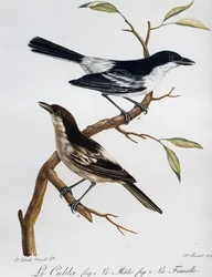 Männchen und Weibchen des Schwarzrückigen Puffbacks (Dryoscopus cubla), Gravur aus Histoire Naturelle des Oiseaux d