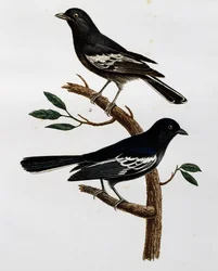 Männchen und Weibchen der Schwarzmeise (Parus niger), Stich aus Histoire Naturelle des Oiseaux d