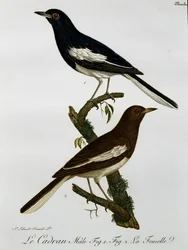 Männchen und Weibchen der Dajaldrossel (Copsychus saularis), Kupferstich aus Histoire Naturelle des Oiseaux d