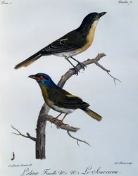 Olivbuschsänger (Telophorus olivaceus), Gravur aus Histoire Naturelle des Oiseaux d
