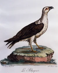 Weißbauch-Seeadler (Haliaeetus leucogaster), Stich aus Histoire Naturelle des Oiseaux d