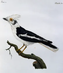 Weißhelmschreik (Prionops plumatus), Stich aus Histoire Naturelle des Oiseaux d