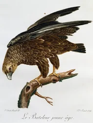 Junger Gaukler (Terathopius ecaudatus), Stich aus Histoire Naturelle des Oiseaux d