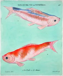 Chinesische Goldfische, 18. Jahrhundert