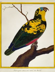 Blaufrontpapagei (Amazona aestiva), aus Histoire naturelle des oiseaux