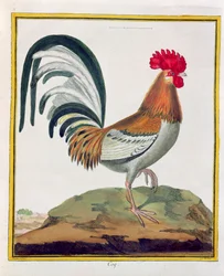 Hahn, aus „Histoire Naturelle des Oiseaux“ von Georges de Buffon (1707-88), veröffentlicht 1777