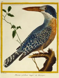 Rieseneisvogel (Megaceryle maxima), aus Histoire naturelle des oiseaux