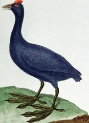 Madagaskar