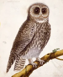 Eule, aus 