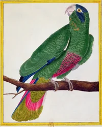 Papagei, aus 