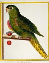 Rotgeschulterter Ara (Diopsittaca nobilis), aus Histoire naturelle des oiseaux