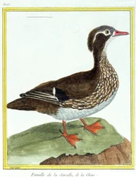 Wissenschaft. Zoologie. Chinesische Krickente. Gravur von Francois Nicolas Martinet in: Histoire naturelle des oiseaux, von Georges Louis Leclerc de Buffon, Frankreich, ca. 1777