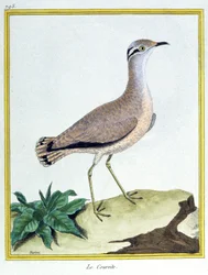 Cremefarbener Rennvogel. Gravur von Francois Nicolas Martinet in: Histoire naturelle des oiseaux, von Georges Louis Leclerc de Buffon, Frankreich, ca. 1777