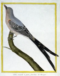 Wissenschaft. Zoologie. Fliegenschnäpper von Mexiko. Gravur von Francois Nicolas Martinet in: Histoire naturelle des oiseaux, von Georges Louis Leclerc de Buffon, Frankreich, ca. 1777
