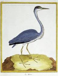 Wissenschaft. Zoologie. Reiher. Gravur von Francois Nicolas Martinet in: Histoire naturelle des oiseaux, von Georges Louis Leclerc de Buffon, Frankreich, ca. 1777