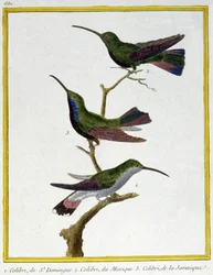 Wissenschaft. Zoologie. Kolibri von Santo Domingo, Mexiko und Jamaika. Gravur von Francois Nicolas Martinet in: Histoire naturelle des oiseaux, von Georges Louis Leclerc de Buffon, Frankreich, ca. 1777