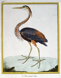 Wissenschaft. Zoologie. Purpurreiher. Gravur von Francois Nicolas Martinet in: Histoire naturelle des oiseaux, von Georges Louis Leclerc de Buffon, Frankreich, ca. 1777