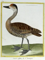 Wissenschaft. Zoologie. Pfeifente von Santo Domingo. Gravur von François Nicolas Martinet in: Histoire naturelle des oiseaux, von Georges Louis Leclerc de Buffon, Frankreich, ca. 1777