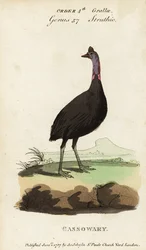 Südlicher Kasuar, Casuarius casuarius