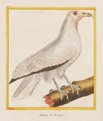 Vautour de Norwege (Norwegischer Geier), 1787