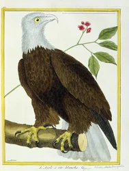 Weißkopfseeadler, ca. 1770-1786