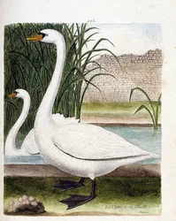 Zoologische Tafel (Ornithologie): Vorne: Der Schwan und dahinter sein Weibchen (Höckerschwan oder Cygnus olor). Illustration in „Die Geschichte der Vögel, gemalt in ihren erscheinenden und empfindlichen Aspekten“ von Francois Nicolas Martinet (1731-1800). 