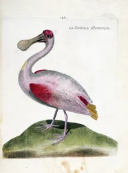 Zoologische Tafel (Ornithologie): Der Rosalöffler (Platalea ajaja). Illustration in „Die Geschichte der Vögel, gemalt in ihren erscheinenden und empfindlichen Aspekten“ von Francois Nicolas Martinet (1731-1800). Private Sammlung.