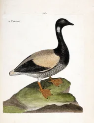Zoologische Tafel (Ornithologie): Ringelgans (Branta bernicla). Illustration in „Die Geschichte der Vögel, gemalt in ihren erscheinenden und empfindlichen Aspekten“ von Francois Nicolas Martinet (1731-1800). Private Sammlung