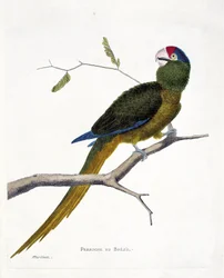 Zoologische Tafel (Ornithologie): Brasilianischer Sittich (Rotstirn-Sittich oder Aratinga canicularis) auf einem Ast. Illustration in „Die Geschichte der Vögel, gemalt in ihren erscheinenden und empfindlichen Aspekten“ von Francois Nicolas Martinet (1731-1