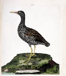 Zoologische Tafel (Ornithologie): Cayenne-Ralle (Fleckenralle oder Pardirallus maculatus). Illustration in „Die Geschichte der Vögel, gemalt in ihren erscheinenden und empfindlichen Aspekten“ von Francois Nicolas Martinet (1731-1800).