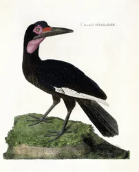 Zoologische Tafel (Ornithologie): Abessinischer Hornvogel (Bucorvus abyssinicus). Illustration in „Die Geschichte der Vögel, gemalt in ihren erscheinenden und empfindlichen Aspekten“ von Francois Nicolas Martinet (1731-1800). Private Sammlung