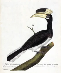 Zoologische Tafel (Ornithologie): Malabar-Hornvogel (Anthracoceros coronatus) auf einem Ast. Illustration in „Die Geschichte der Vögel, gemalt in ihren erscheinenden und empfindlichen Aspekten“ von Francois Nicolas Martinet (1731-1800). Private Sammlung.