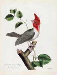 Zoologische Tafel (Ornithologie): Dominikanerkardinal (Parare Huppe oder Paroaria coronata) auf einem Ast. Illustration in „Die Geschichte der Vögel, gemalt in ihren erscheinenden und empfindlichen Aspekten“ von Francois Nicolas Martinet (1731-1800). Priva