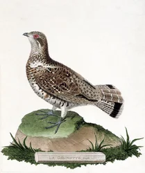 Zoologische Tafel (Ornithologie): Weibliche Haselhuhn (Bonasa bonasia). Illustration in „Die Geschichte der Vögel, gemalt in ihren erscheinenden und empfindlichen Aspekten“ von Francois Nicolas Martinet (1731-1800). Private Sammlung