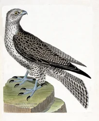 Zoologische Tafel (Ornithologie): Isländischer Gerfalke (Falco rusticolus). Illustration in „Die Geschichte der Vögel“ von Francois Nicolas Martinet (1731-1800). Private Sammlung.