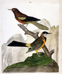 Zoologische Tafel (Ornithologie): Illinois-Trupial (Baltimoretrupial oder Icterus bonana) und Guyana-Trupial (Martinique-Trupial oder Icterus bonana) auf einem Zweig. Illustration in 