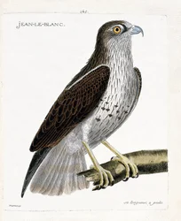 Zoologische Tafel (Ornithologie): Jean-le-Blanc (Circaetus gallicus) auf einem Ast. Illustration in „Die Geschichte der Vögel“ von Francois Nicolas Martinet (1731-1800).